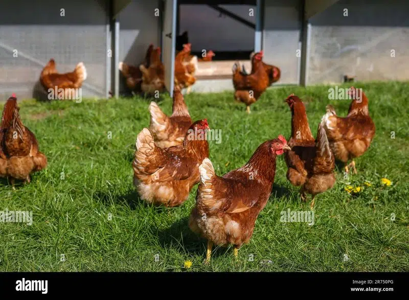 Guide to chicken road spielen